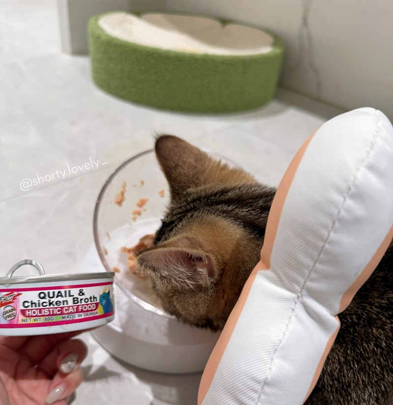 女人知己試用大隊,口碑行銷,部落客行銷,PURRFACT 波菲特貓用主食罐,主食罐,PURRFACT波菲特,貓主食罐,貓罐,PURRFACT波菲特貓用主食罐,魚肉蔓越莓主食罐,鮮嫩雞主食罐,鹿肉雞肉主食罐,牛肉鵪鶉貓主食罐,干貝蠶蛹配方,鱷魚肉白木耳配方,雞肉魚肉配方,安心鶉配方,評價,體驗,適口性佳,心得,成貓適用,高齡貓適用,質地是慕絲狀